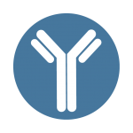 Antibodies