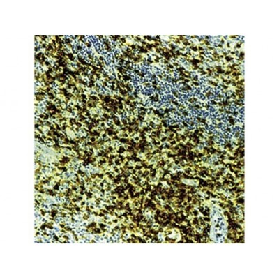 Monoclonal Mouse AntiT Cell, CD45RO , UCHL-1 , IgG2a - 0.5ml