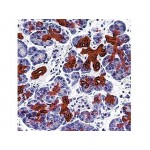 Cytokeratin 7 , OV-TL 12/30 , IgG1 - 0.5ml