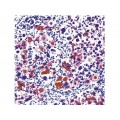 Cytokeratin H.M.W. , 34bE12 , IgG1 - 0.5ml