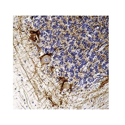 Neurofilaments , 2F11 , IgG1 - 1ml