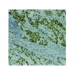 p53 protein , DO7 , IgG2b - 0.5ml