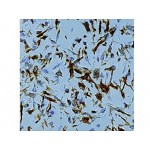Vimentin , V9 , IgG1 - 0.5ml