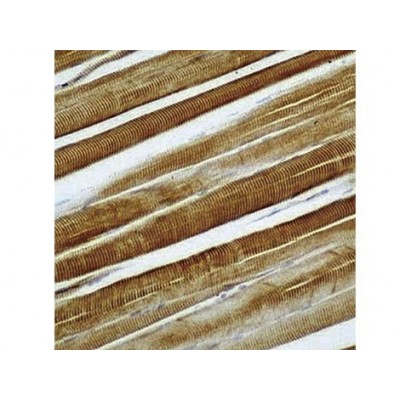 Actin Sarcomeric , 5C5 , IgM - 0.5ml