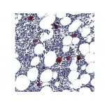 CD61, Platelet Glycoprotein IIIa , Y2/51 , IgG1 - 0.5ml