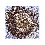 CD74, B Cell , LN2 , IgG1 - 0.5ml