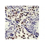 Cyclin E , 13A3 , IgG2a - 0.5ml