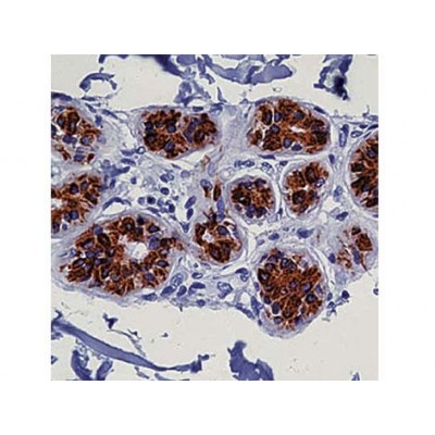 Cytokeratin 8/18 , 5D3 , IgG1 - 0.5ml