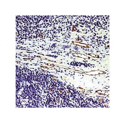 Factor VIII , F8/86 , IgG1 - 1ml Factor VIII , F8/86 , IgG1 - 1ml