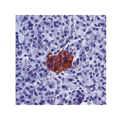 Neuron Specific Enolase , VI-H14 , IgG1 - 1ml