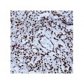 Retinoblastoma Protein , 1F8 , IgG1 - 0.5ml