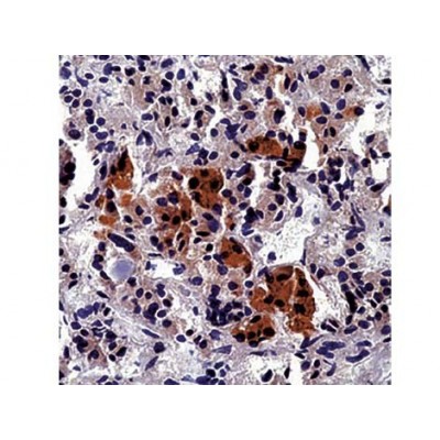 Monoclonal Mouse Antibody to HumanACTH , AH26 , IgG1 - 0.5ml