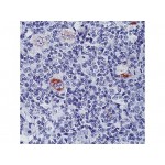 bcl-X , 2H12 , IgG1 - 0.5ml