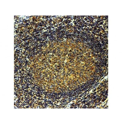 CD25, IL2 Receptor , IL2R.1 , IgG1 - 1ml