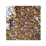 CD56, NCAM-1 , 123C3.D5 , IgG1 - 0.5ml