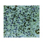 Cyclin E , HE12 , IgG1 - 1ml