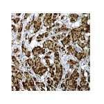 Heat Shock Protein 70 , W27 , IgG2a - 0.5ml