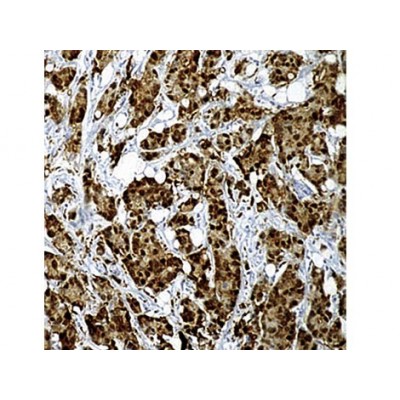 Heat Shock Protein 70 , W27 , IgG2a - 0.5ml