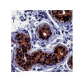 Cytokeratin 19 , A53-B/A2.26 , IgG2a - 0.5ml