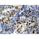 p21WAF1 , DCS-60.2 , IgG2a - 0.5ml