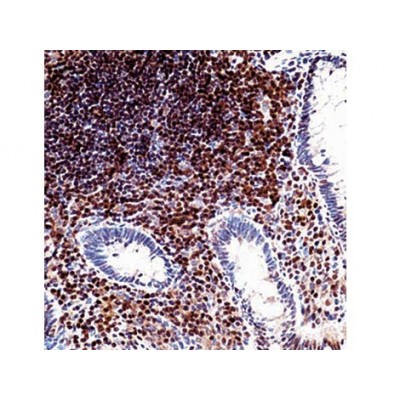 p27KIP1 , DCS-72.F6 , IgG1 - 1ml