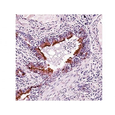 Tubulin-alpha , DM1A , IgG1 - 1ml