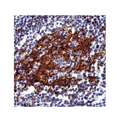 Monoclonal Mouse Antibody CD23, B Cell , 1B12 , IgG1 - 0.5ml