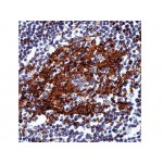 CD23, B Cell , 1B12 , IgG1 - 1ml