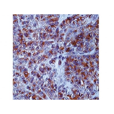 MonoclonaCD63 , NK-1/C3 (same as MX 493129.5) , IgG1 - 0.5ml