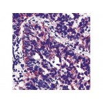 Monoclonal Mouse Antibody toTIMP-2 , 3A4 , IgG2a - 0.5ml