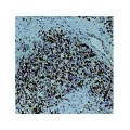 Monoclonal Mouse Antibody toMyogenin , F5D , IgG1 - 0.5ml
