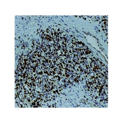 Myogenin , F5D , IgG1 - 1ml