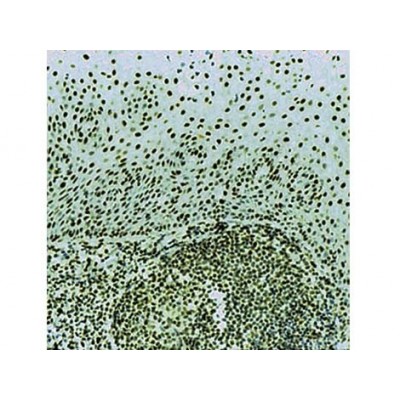Monoclonal Mouse Antibody toRPA/p34 , 9H8 , IgG1 - 0.5ml Monoclonal Mouse Antibody toRPA/p34 , 9H8 , IgG1 - 0.5ml