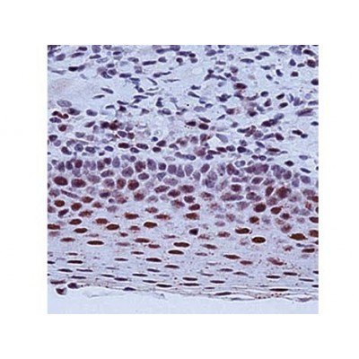 ERCC1 , 8F1 , IgG2b - 0.5ml