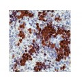 Monoclonal Mouse Antibody toCdk2 , 2B6 , IgG2b - 0.5ml