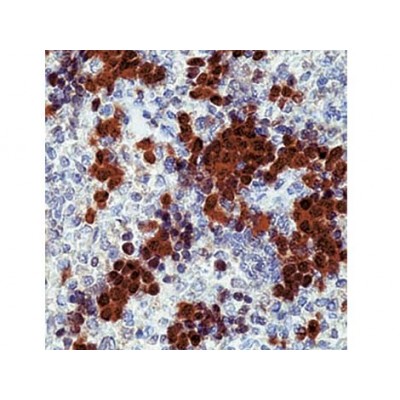 Monoclonal Mouse Antibody toCdk2 , 2B6 , IgG2b - 0.5ml