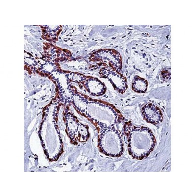 Monoclonal Mouse Antibody toCalponin , CALP , IgG1 - 0.5ml