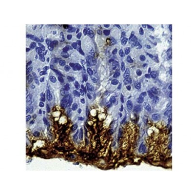 Mucin 5AC , 45M1 , IgG1 - 0.5ml