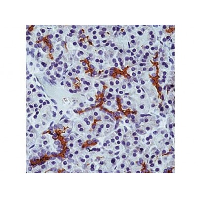 CFTR , M3A7 , IgG1 - 0.5ml