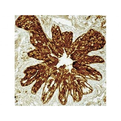 Monoclonal Mouse Ezrin/p181/Cytovillin , 3C12 , IgG1 - 0.5ml