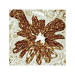 Ezrin/p181/Cytovillin , 3C12 , IgG1 - 1ml