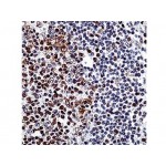 E2F-4 Transcription Factor , 4E2F04 , IgG1 - 0.5ml