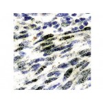 Monoclonal Mouse Antibody toHHV 8 , LN53 , IgG2c - 0.5ml