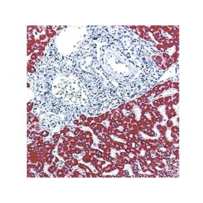 Monoclonal Mouse Antibody Hepatocyte , OCH1E5 , IgG1 - 0.5ml