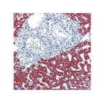 Hepatocyte , OCH1E5 , IgG1 - 1ml
