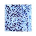 Monoclonal Mouse Antibody to HOCT-4 , NRG1.1 , IgG2b - 0.5ml