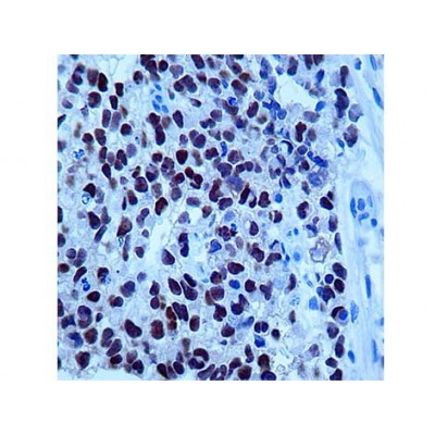 Monoclonal Mouse Antibody to HOCT-4 , NRG1.1 , IgG2b - 0.5ml