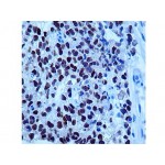 OCT-4 , NRG1.1 , IgG2b - 1ml