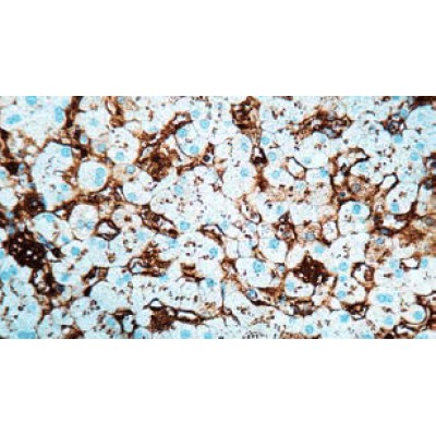 Albumin , Rabbit - 1ml