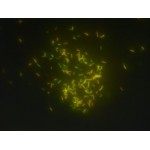 Auramine/Rhodamine/Phenol - 250ML